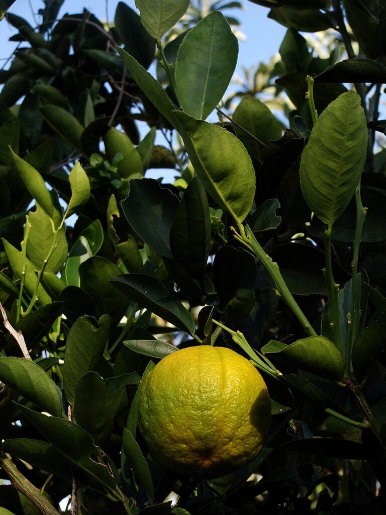 orange, fruit, plant, orchard, green, agro, agro, agro, nature, agro, agro, agro